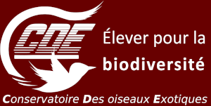 CDE